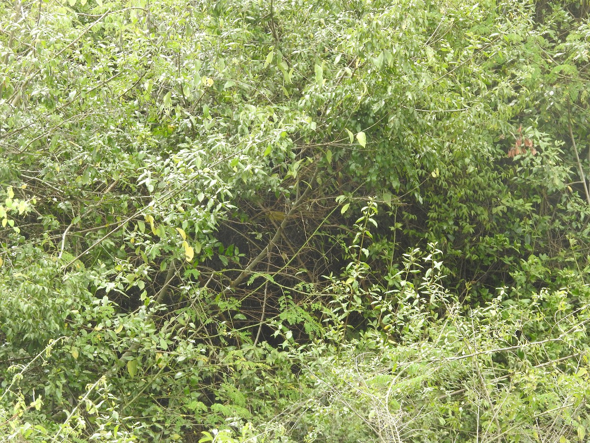 Bulbul montagnard (striifacies) - ML610999256