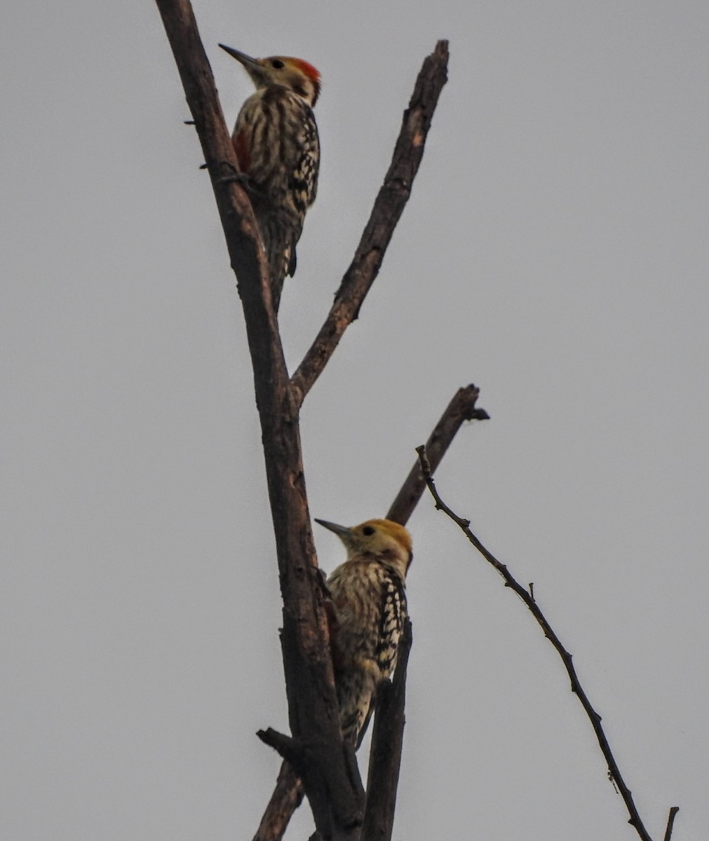 Yellow-crowned Woodpecker - padma ramaswamy