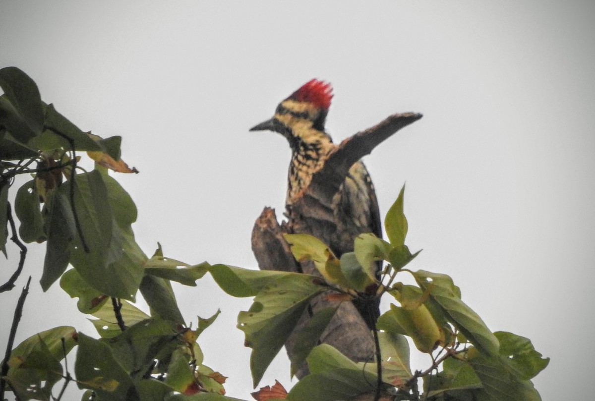 Black-rumped Flameback - ML610999308