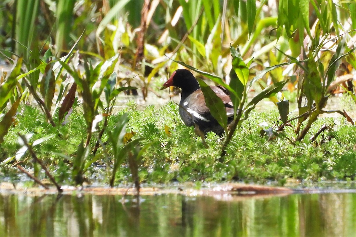 Common Gallinule - ML610999352