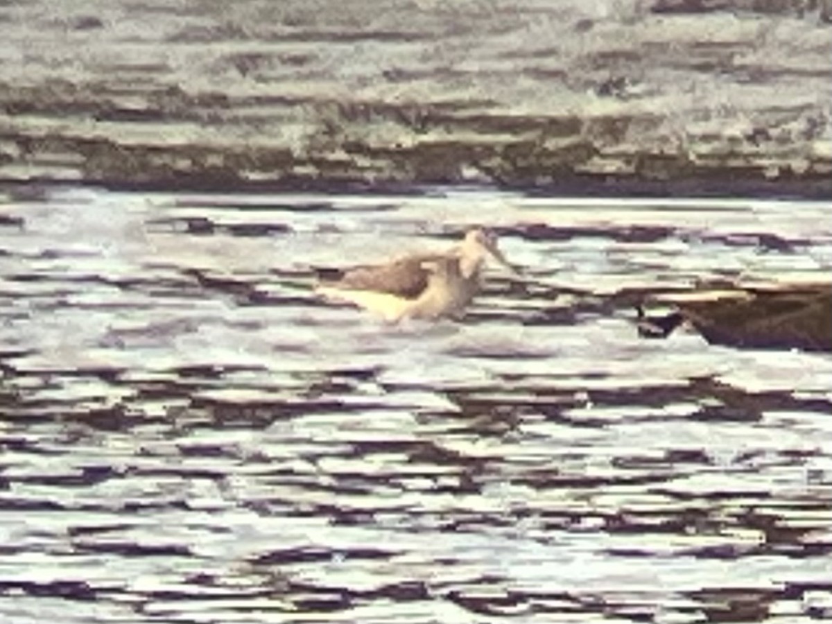 Greater Yellowlegs - ML610999371