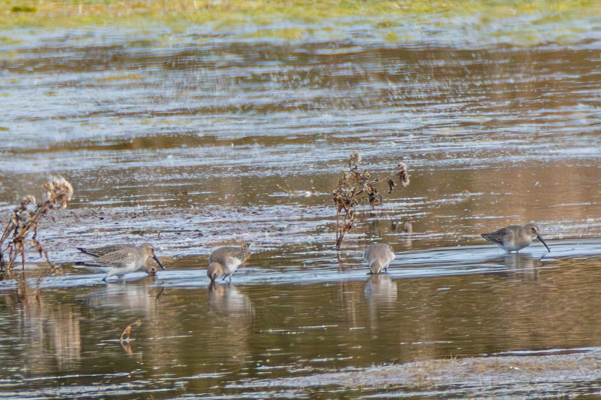 Dunlin - ML610999595