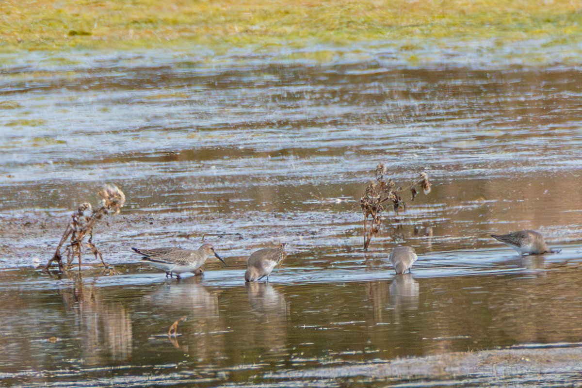 Dunlin - Steven Bruenjes