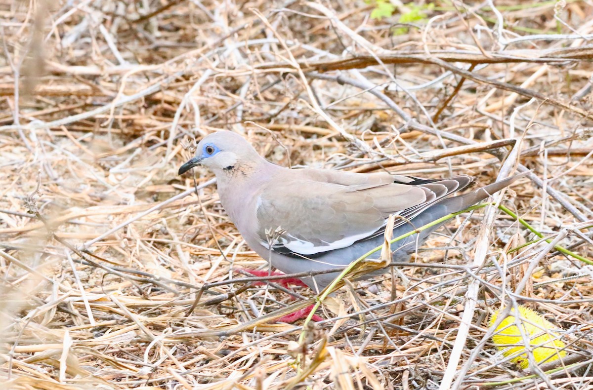 West Peruvian Dove - ML610999602