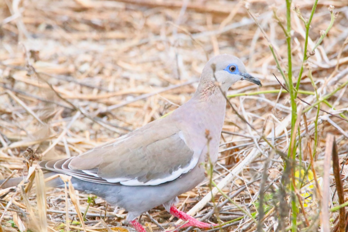 West Peruvian Dove - ML610999603