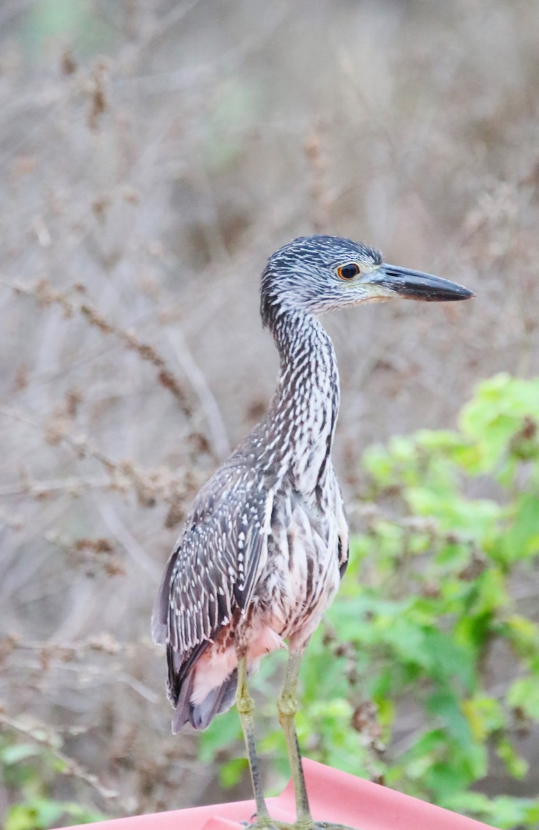 Yellow-crowned Night Heron - ML610999609