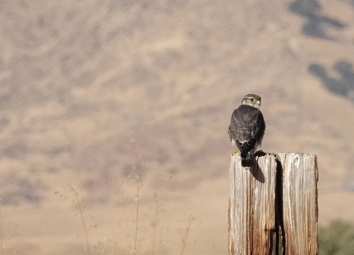 Merlin (columbarius) - ML610999612