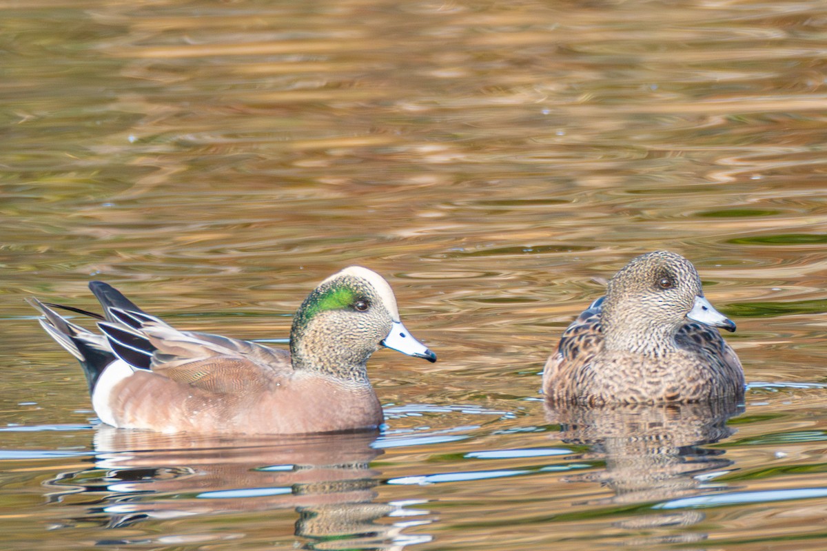 American Wigeon - ML610999634