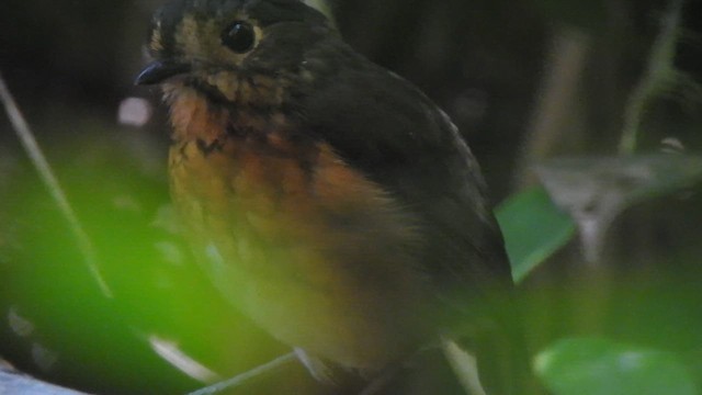 Slate-crowned Antpitta - ML610999644