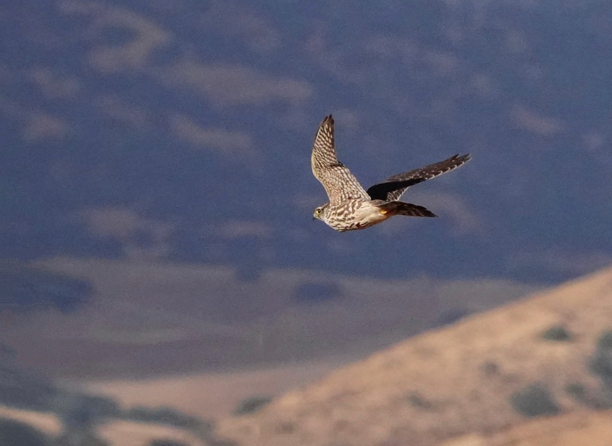 Merlin (columbarius) - ML610999655