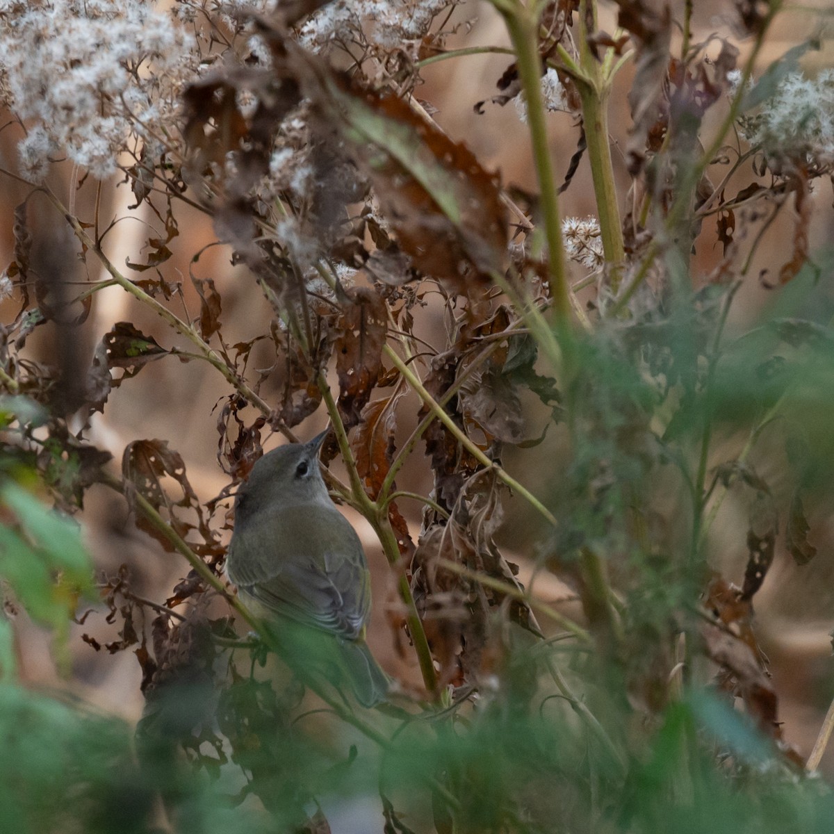 Orange-crowned Warbler - Gretchen Dunham