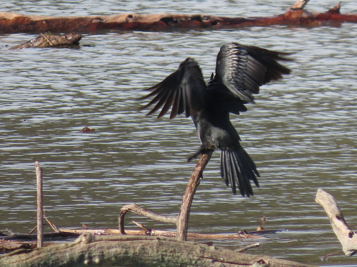 Pygmy Cormorant - ML610999818