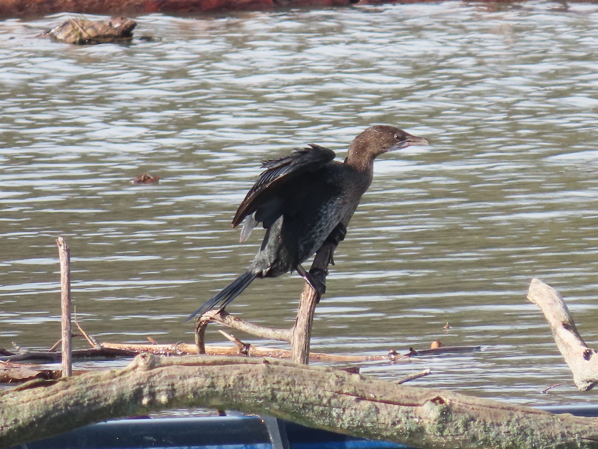 Pygmy Cormorant - ML610999820