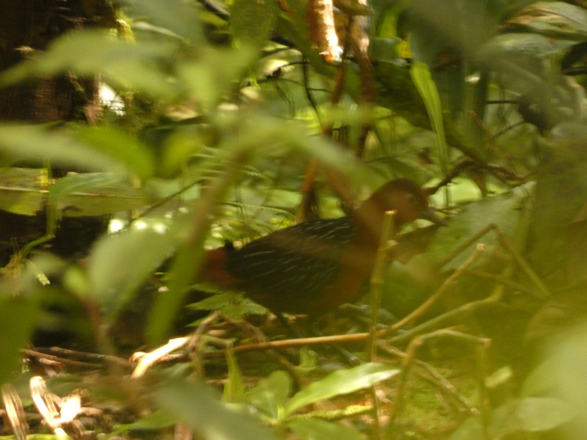 White-striped Forest Rail - Matthew Rathgeber