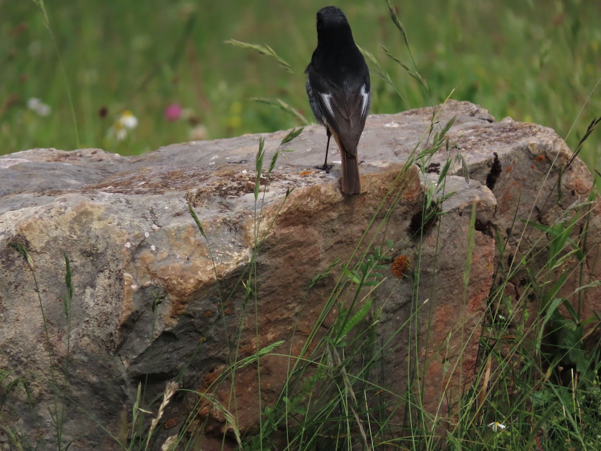 Black Redstart - ML610999919