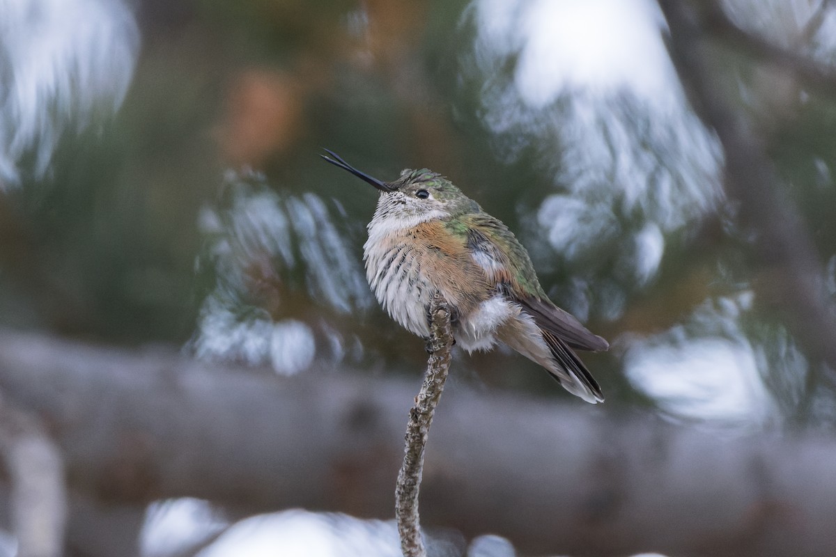 Colibrí Coliancho - ML610999924