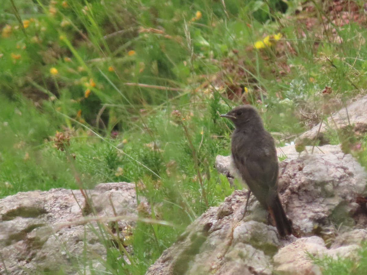 Black Redstart - ML610999954