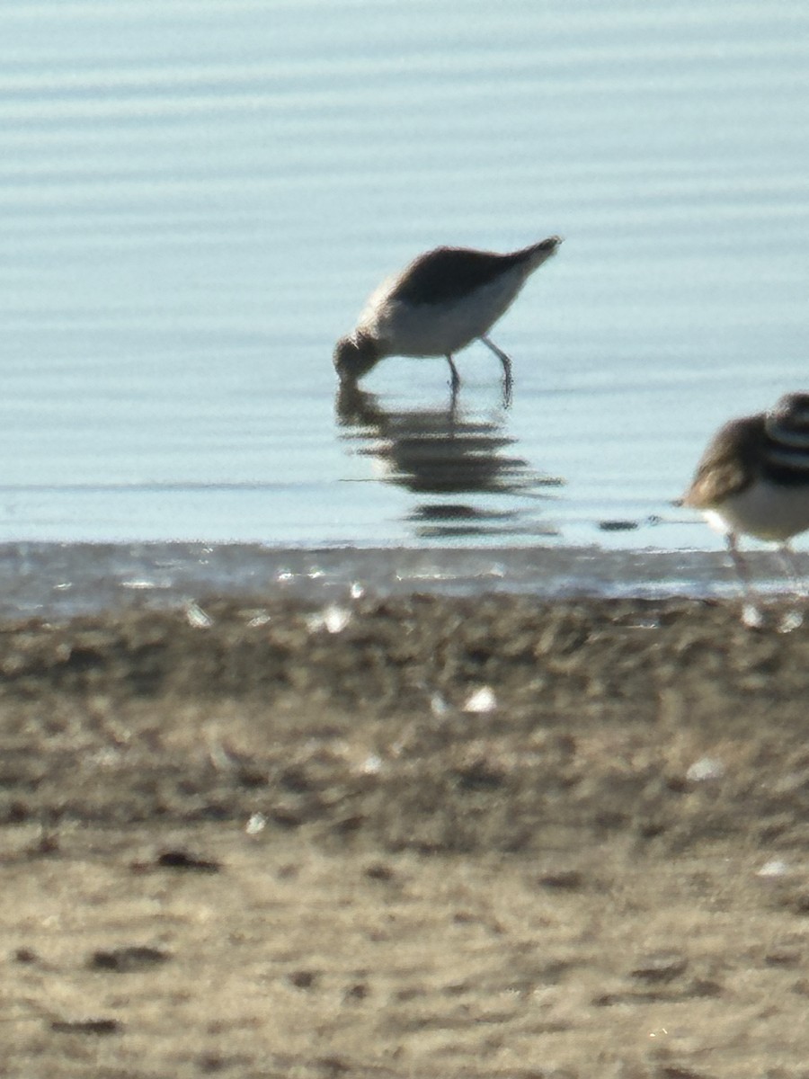 Stilt Sandpiper - Jay Hutchins