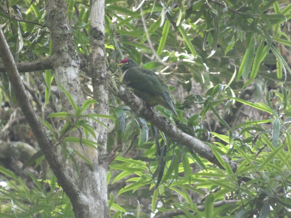 White-breasted Fruit-Dove - Matthew Rathgeber