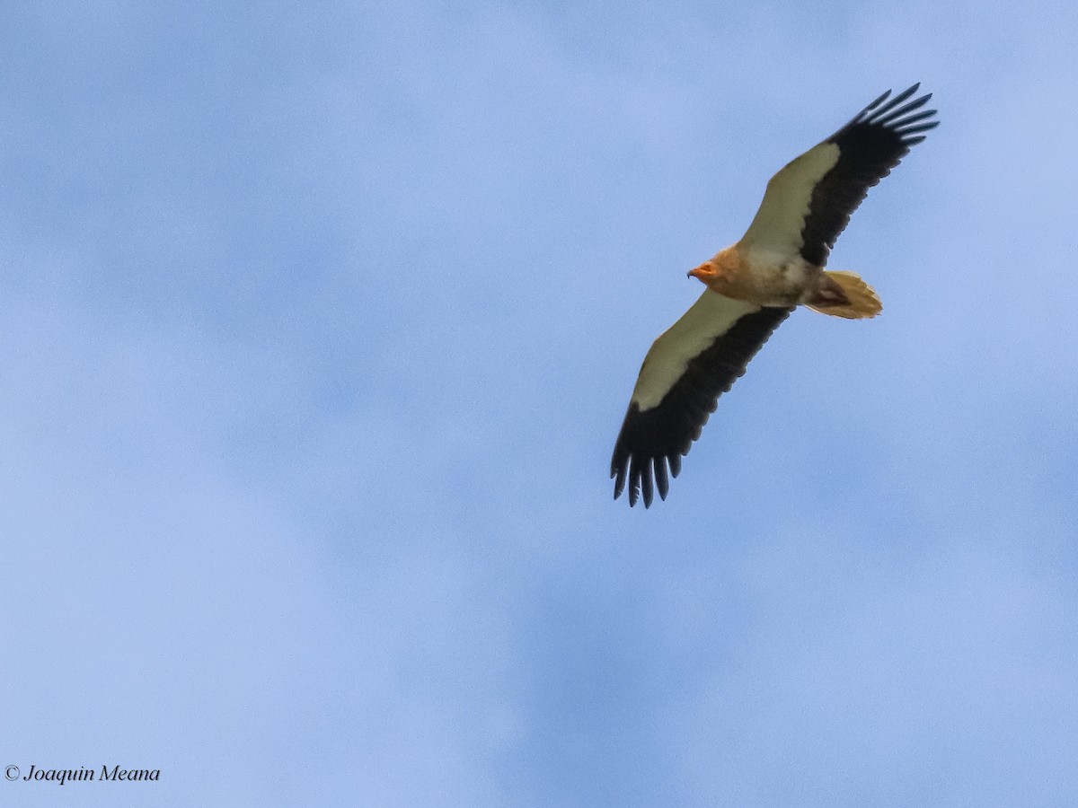 Egyptian Vulture - ML611000074