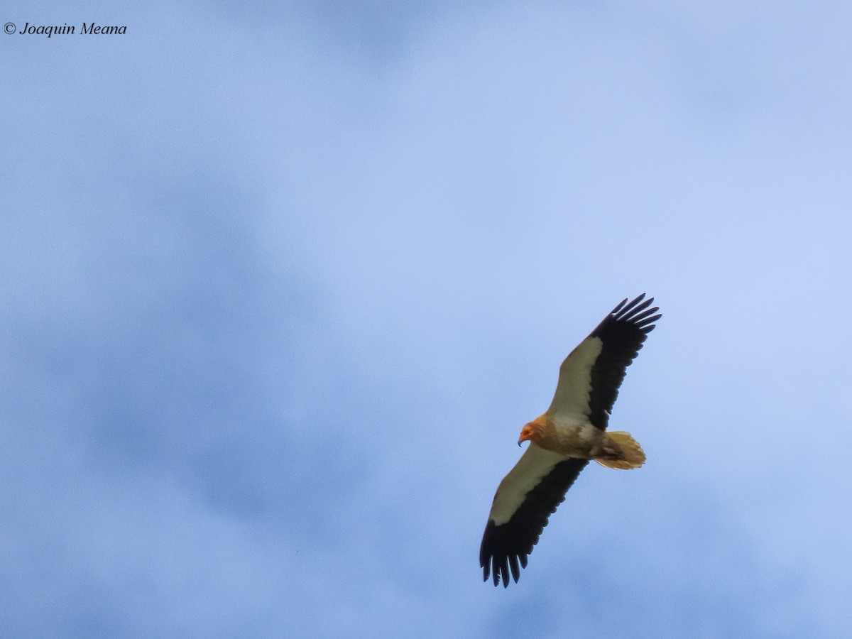 Egyptian Vulture - ML611000076