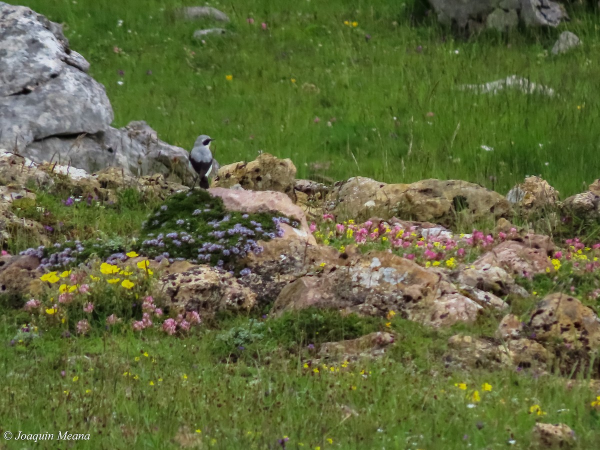 Northern Wheatear - Joaquín Meana