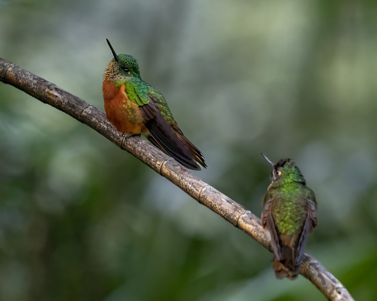 Chestnut-breasted Coronet - Padu Franco