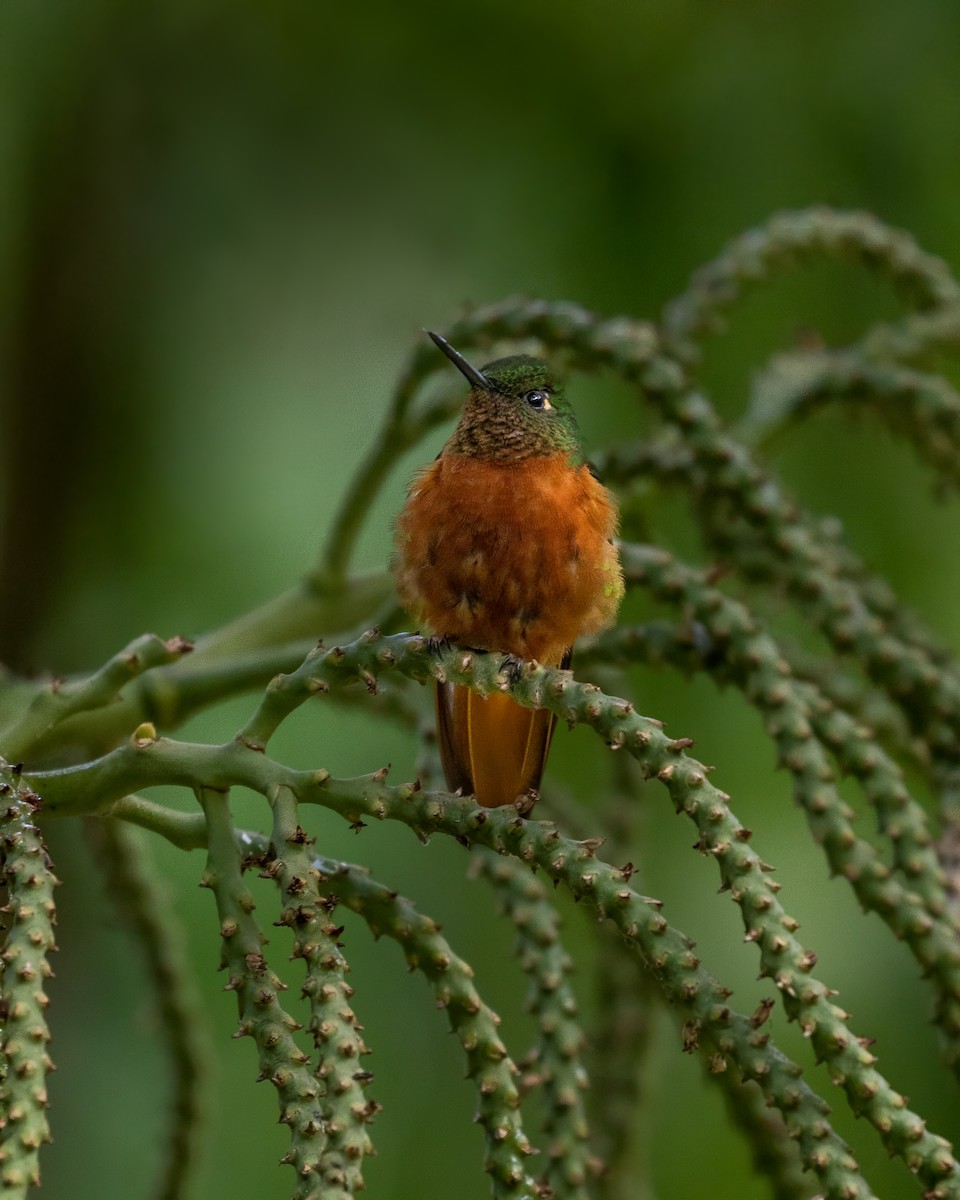 kolibřík peruánský - ML611000128