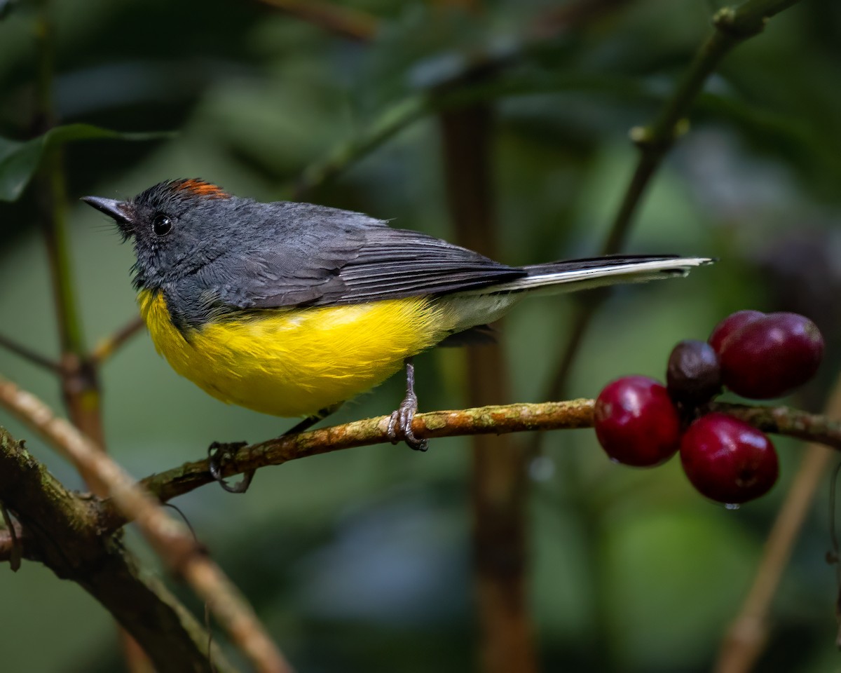 Slate-throated Redstart - ML611000131