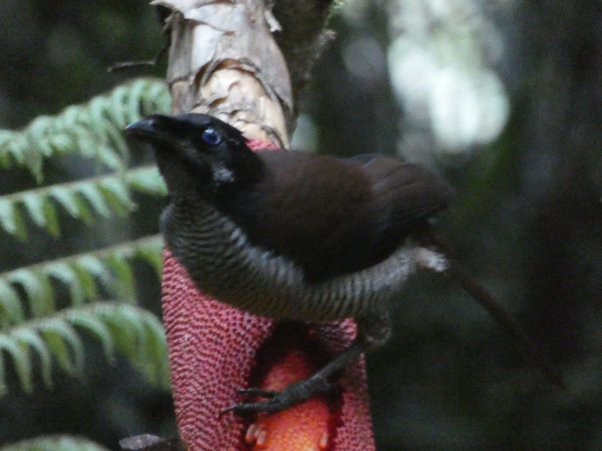 Western Parotia - ML611000196