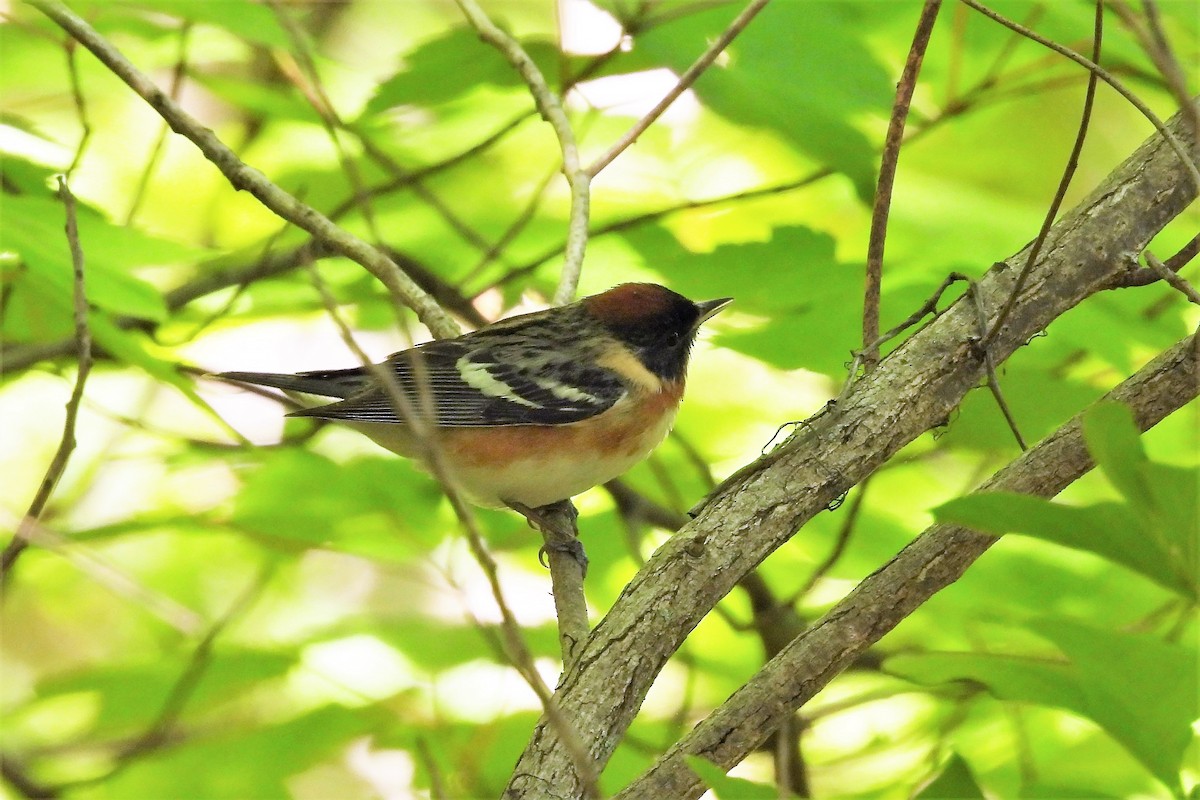 Bay-breasted Warbler - S. K.  Jones