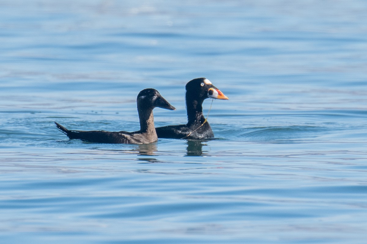 Surf Scoter - ML611000229