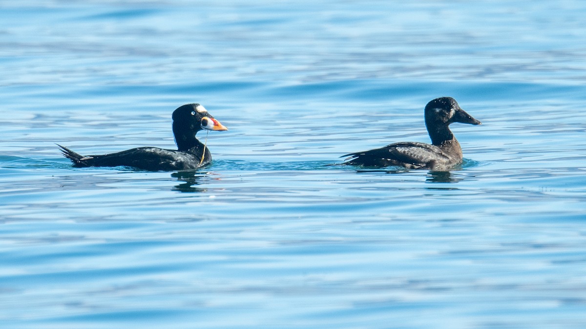 Surf Scoter - ML611000231