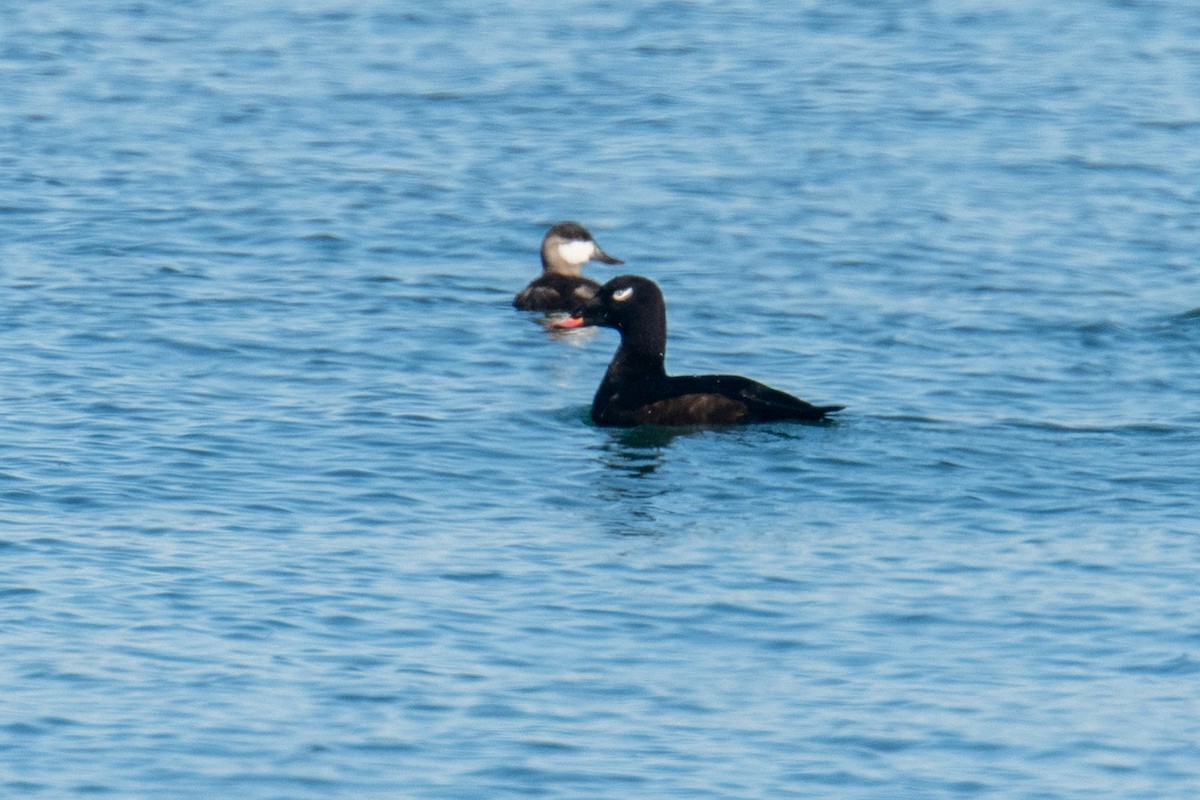 White-winged Scoter - Jeff Bleam