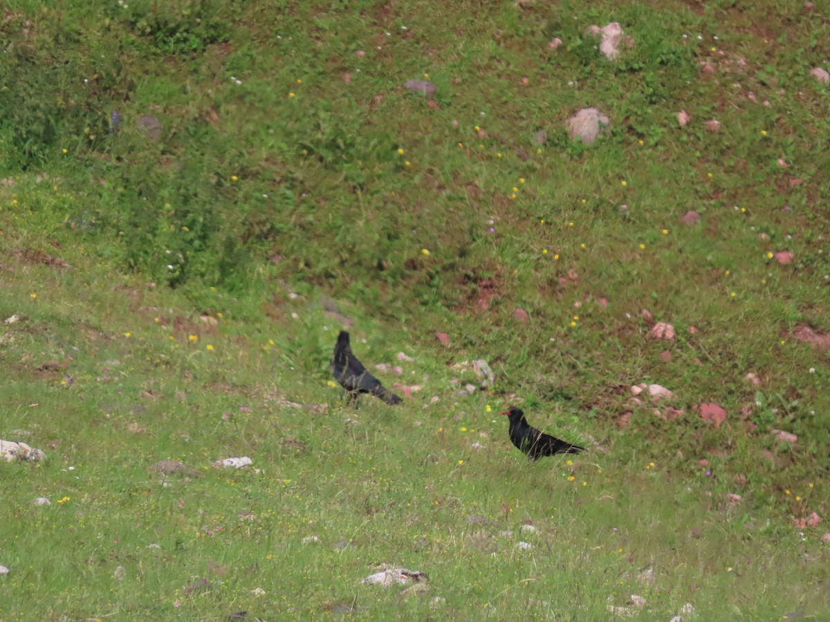 Red-billed Chough - ML611000247