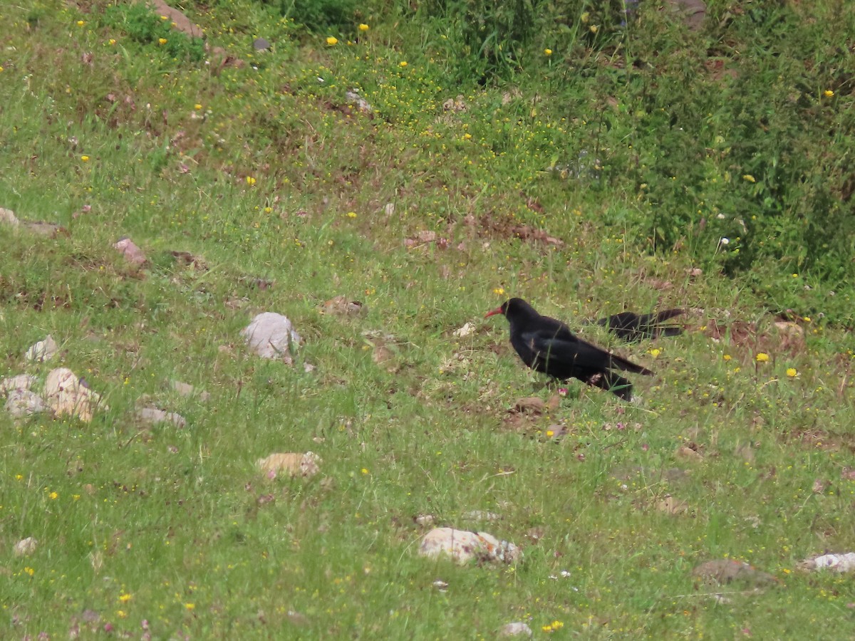 Red-billed Chough - ML611000251