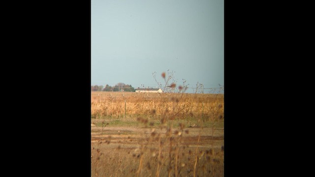 Ferruginous Hawk - ML611000253