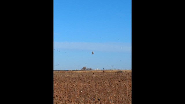 Ferruginous Hawk - ML611000318