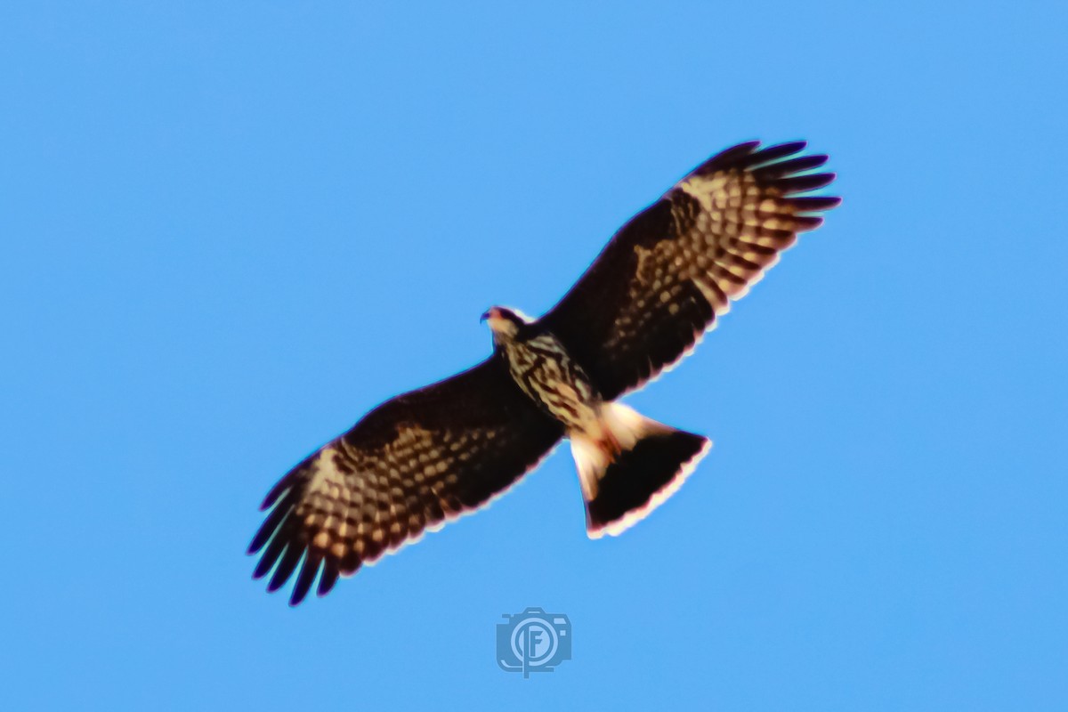 Snail Kite - ML611000337