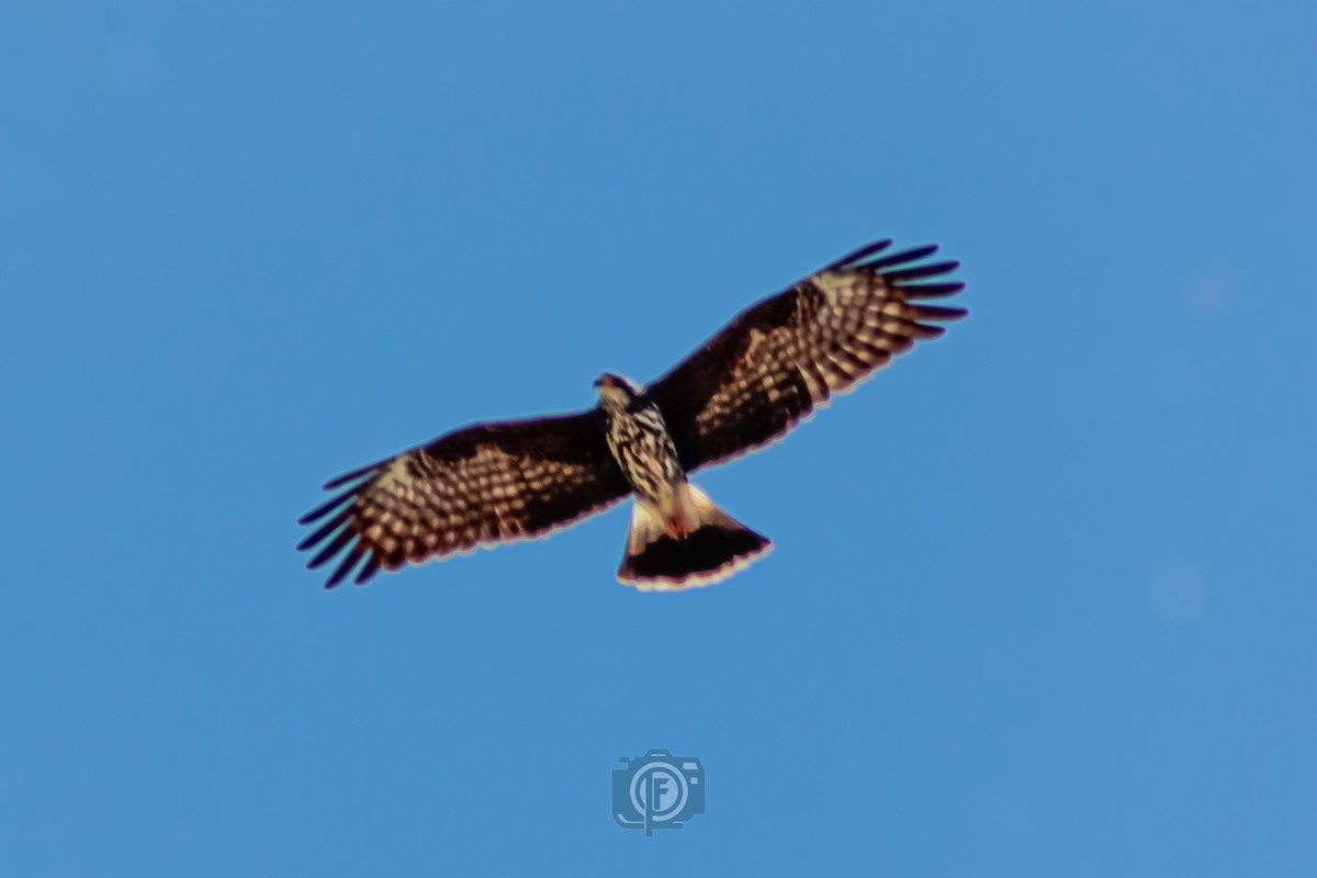 Snail Kite - ML611000339