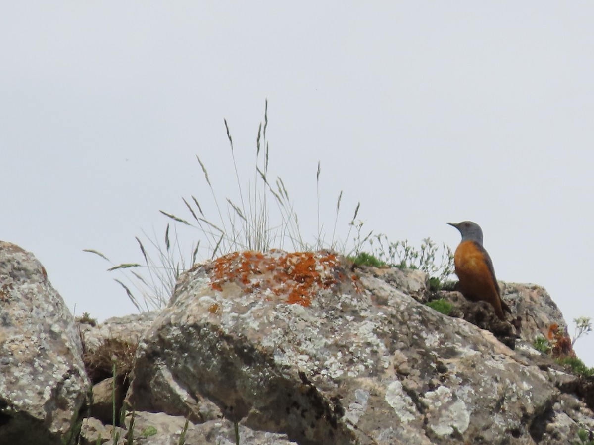 Rufous-tailed Rock-Thrush - ML611000375