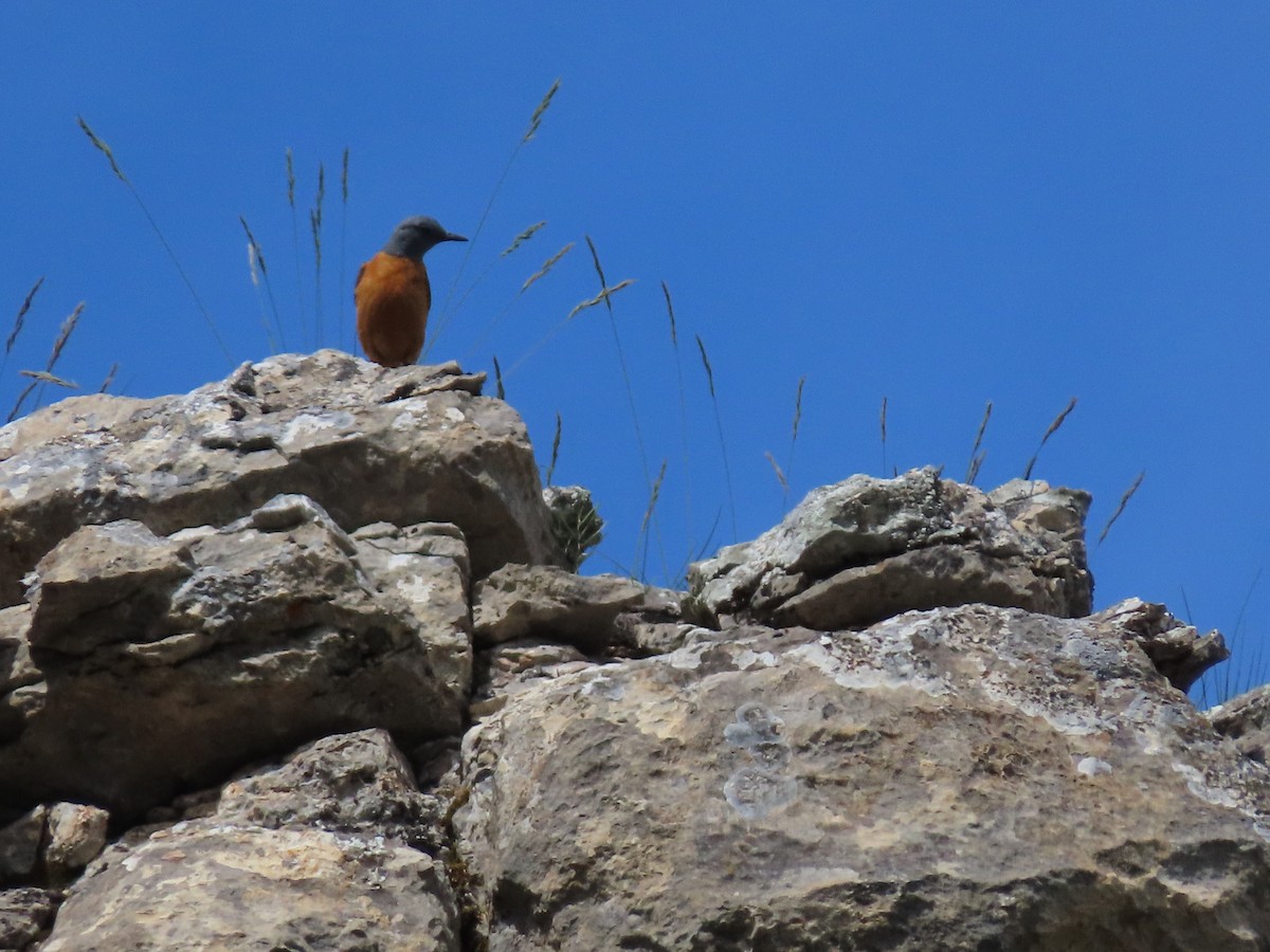 Rufous-tailed Rock-Thrush - ML611000382