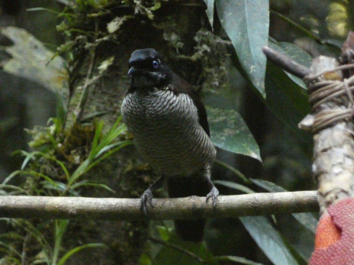 Western Parotia - ML611000390