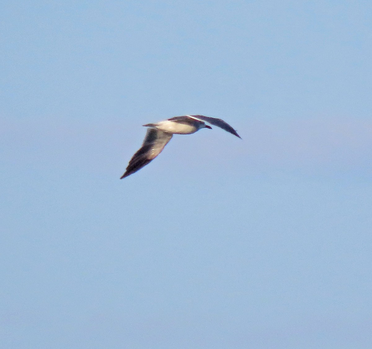 Laughing Gull - ML611000394