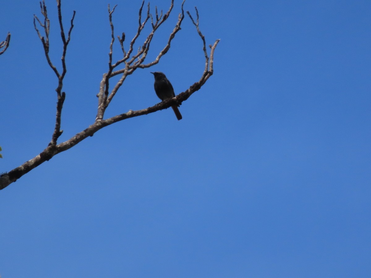 Black Redstart - Joaquín Meana