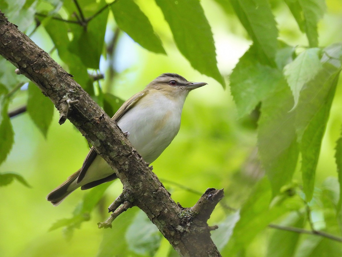 Rotaugenvireo - ML611000479