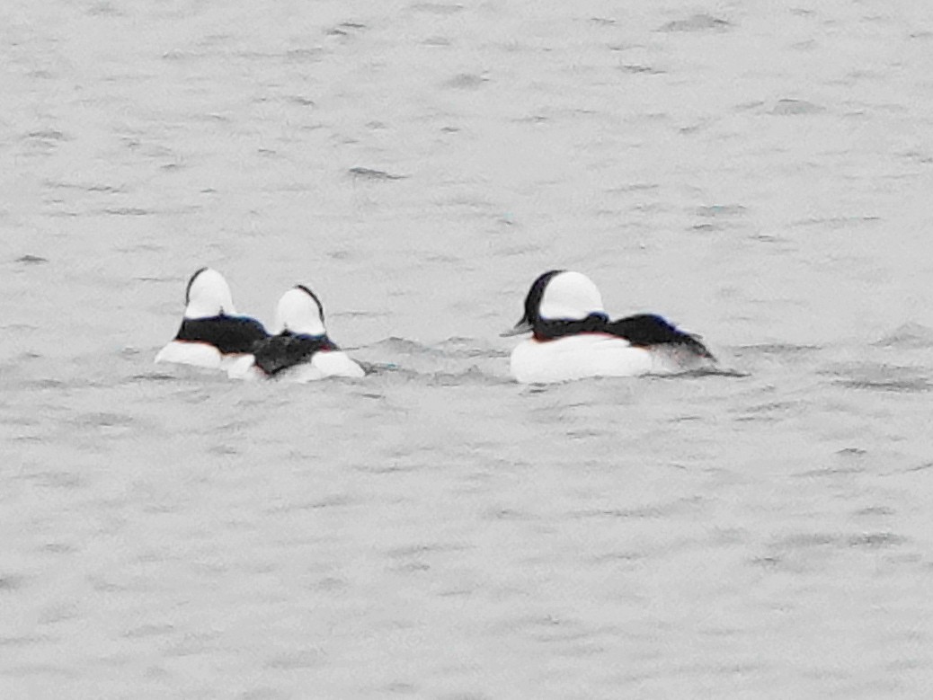 Bufflehead - ML611000514