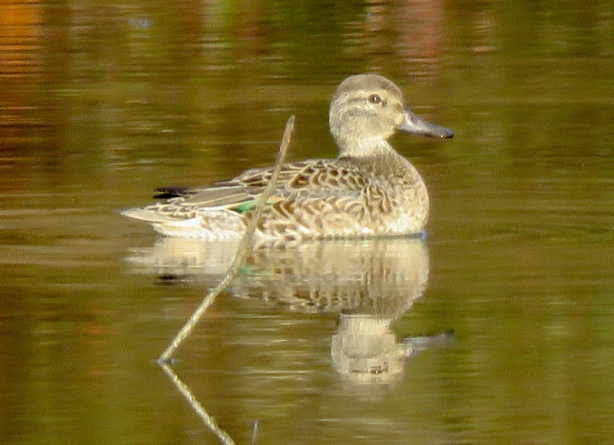 Green-winged Teal - ML611000676