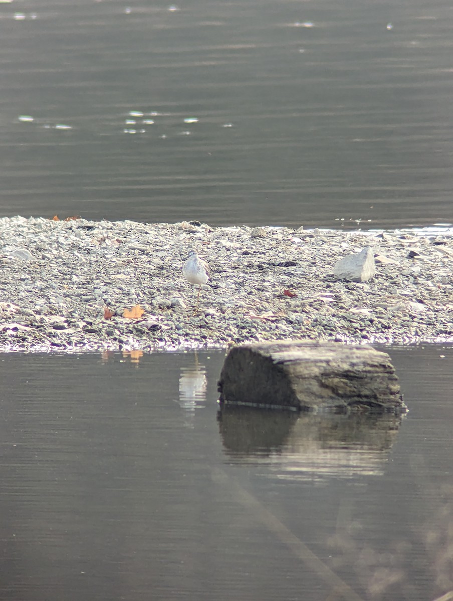 Greater Yellowlegs - ML611000679