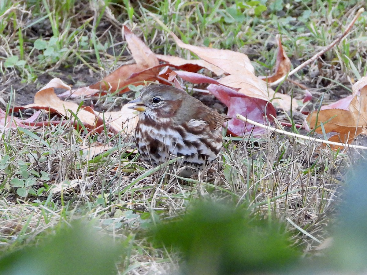 Fox Sparrow - ML611000680